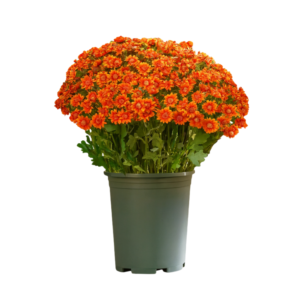 💥Last Day 85% OFF🌼- Artificial Outdoor Sunset Mums Flowers - UV resistant, Waterproof, Windproof
