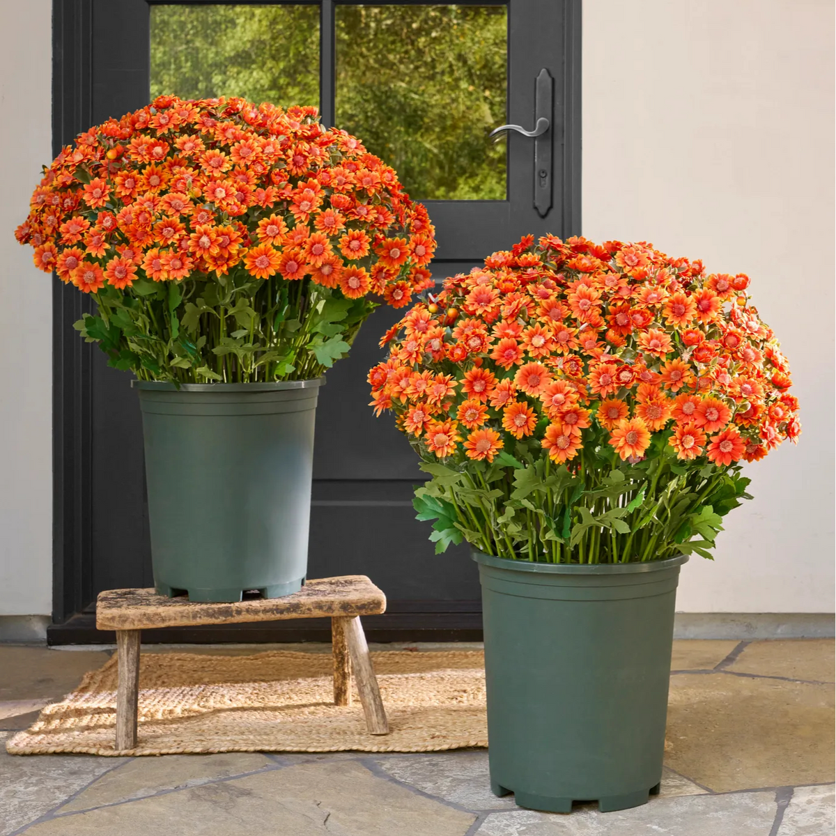 💥Last Day 85% OFF🌼- Artificial Outdoor Sunset Mums Flowers - UV resistant, Waterproof, Windproof