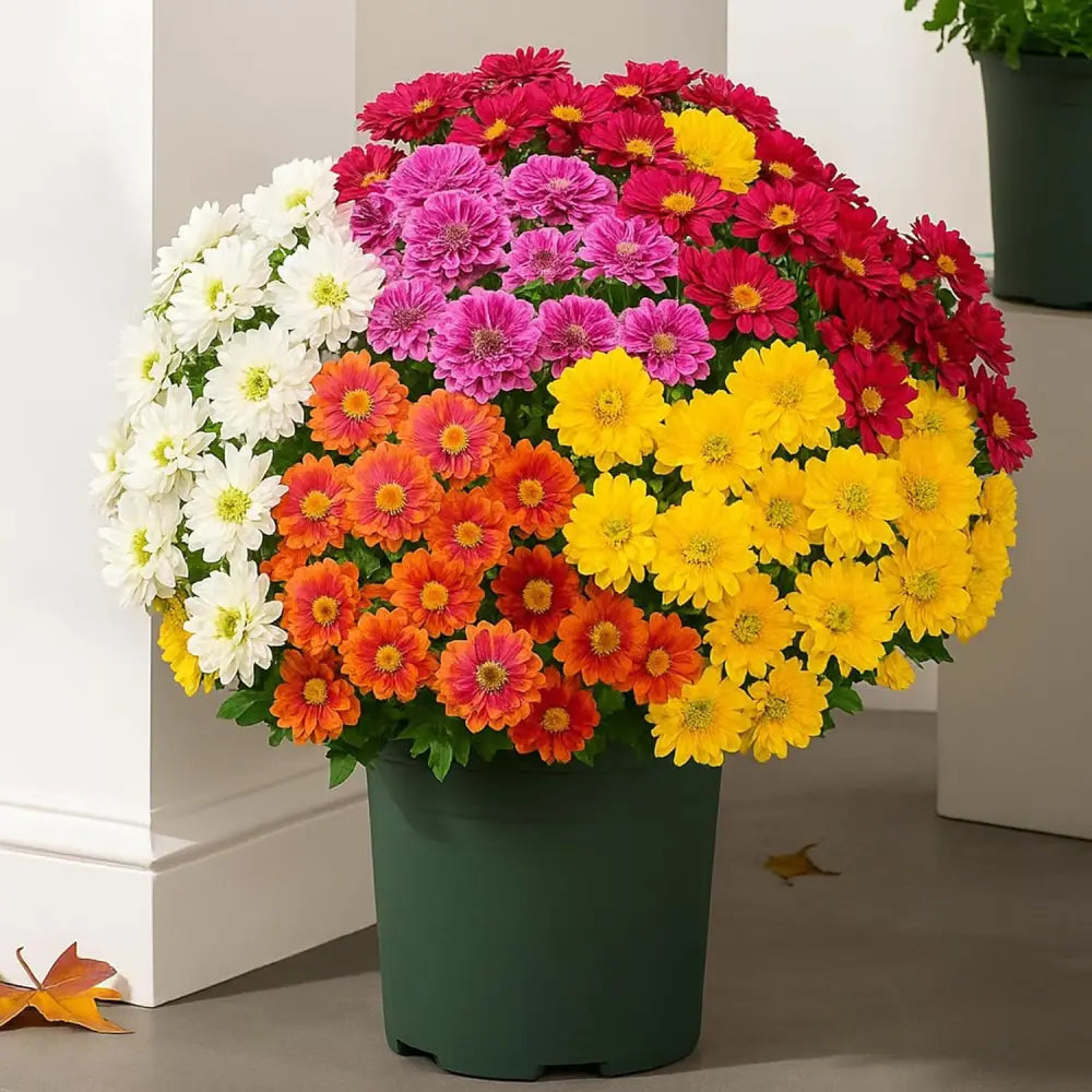 💥Last Day 85% OFF🌼- Artificial Outdoor Sunset Mums Flowers - UV resistant, Waterproof, Windproof