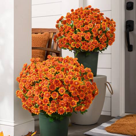 💥Last Day 85% OFF🌼- Artificial Outdoor Sunset Mums Flowers - UV resistant, Waterproof, Windproof