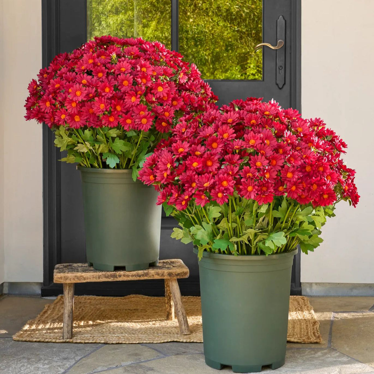 💥Last Day 85% OFF🌼- Artificial Outdoor Sunset Mums Flowers - UV resistant, Waterproof, Windproof