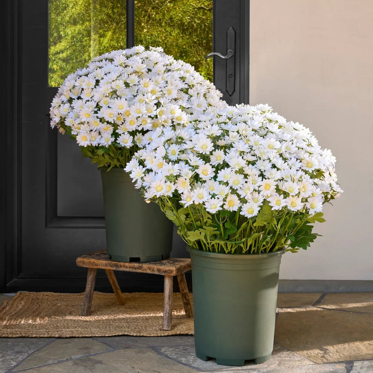 💥Last Day 85% OFF🌼- Artificial Outdoor Sunset Mums Flowers - UV resistant, Waterproof, Windproof