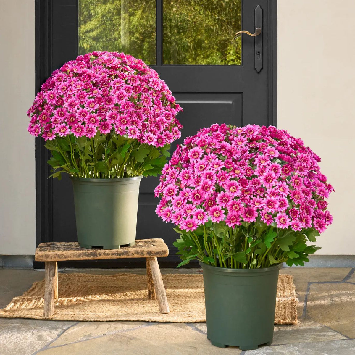 💥Last Day 85% OFF🌼- Artificial Outdoor Sunset Mums Flowers - UV resistant, Waterproof, Windproof
