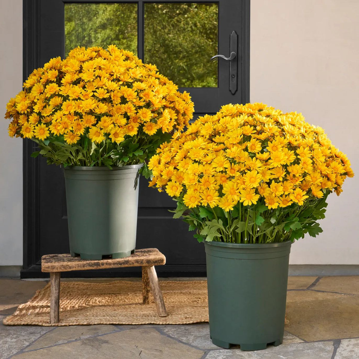 💥Last Day 85% OFF🌼- Artificial Outdoor Sunset Mums Flowers - UV resistant, Waterproof, Windproof