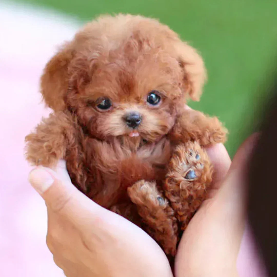 🐶🌭Nicco - My Realistic Robot Puppy